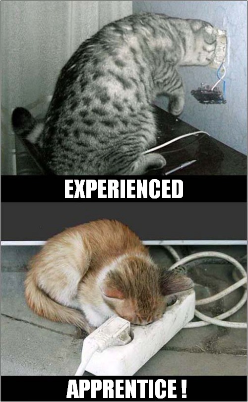 Cat Electricians Checking For Faults | EXPERIENCED; APPRENTICE ! | image tagged in cats,electrician,faults | made w/ Imgflip meme maker