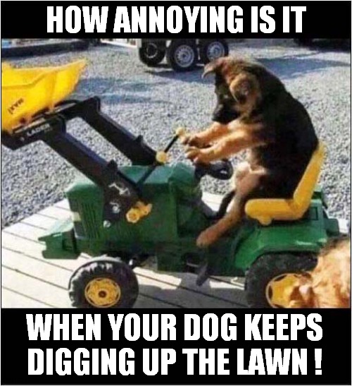 Mechanized Destruction ! | HOW ANNOYING IS IT; WHEN YOUR DOG KEEPS
DIGGING UP THE LAWN ! | image tagged in dogs,digger,destruction | made w/ Imgflip meme maker
