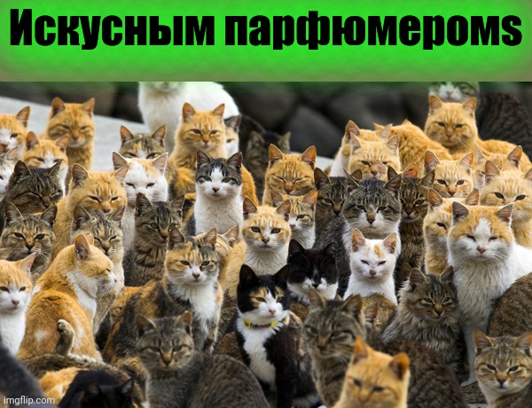 Aoshima cat island | Искусным парфюмеромs | image tagged in aoshima cat island | made w/ Imgflip meme maker