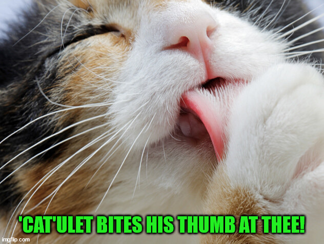 'Cat'ulet biting thumb at thee | 'CAT'ULET BITES HIS THUMB AT THEE! | image tagged in cats,funny cats,funny cat memes | made w/ Imgflip meme maker