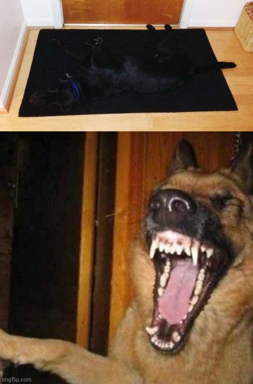 Sneaky dog | image tagged in laughing dog,black dog,memes,rug,dogs,dog | made w/ Imgflip meme maker