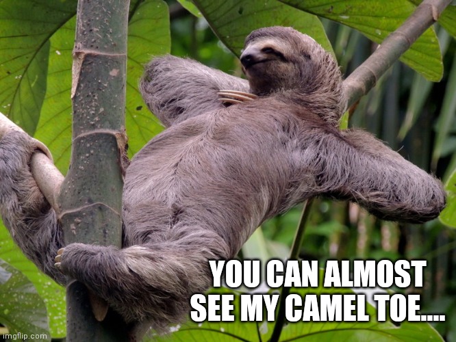 Lazy Sloth | YOU CAN ALMOST SEE MY CAMEL TOE.... | image tagged in lazy sloth | made w/ Imgflip meme maker