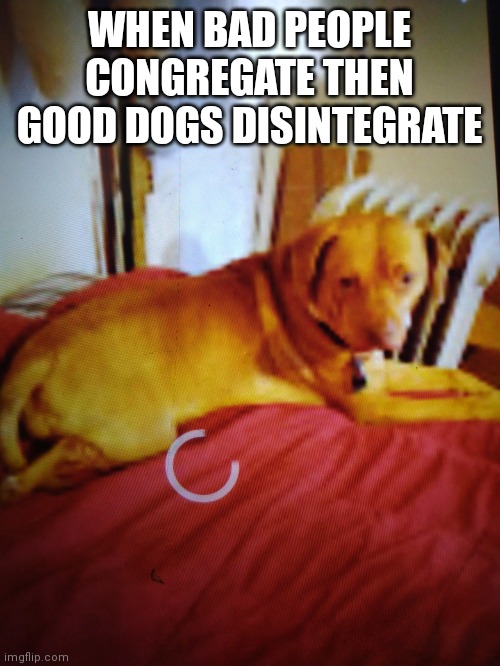 Puppy Princess | WHEN BAD PEOPLE CONGREGATE THEN GOOD DOGS DISINTEGRATE | image tagged in puppy princess | made w/ Imgflip meme maker