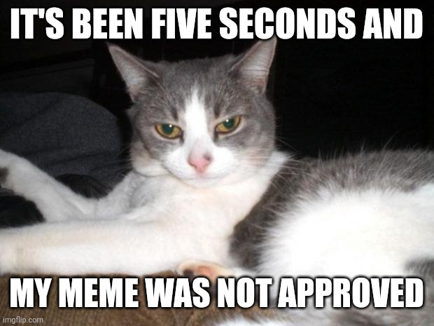 My impatient ahh | IT'S BEEN FIVE SECONDS AND; MY MEME WAS NOT APPROVED | image tagged in impatient kitty | made w/ Imgflip meme maker