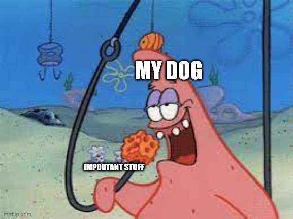 Patrick Star/ going for something | MY DOG; IMPORTANT STUFF | image tagged in patrick star/ going for something | made w/ Imgflip meme maker