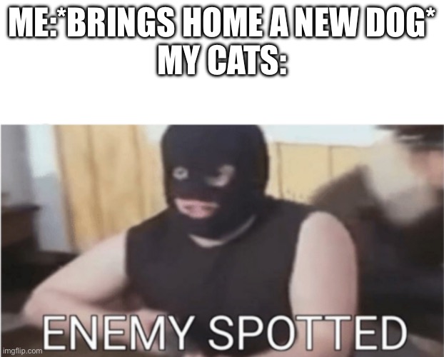 It do be true | ME:*BRINGS HOME A NEW DOG*
MY CATS: | image tagged in enemy spotted,cat | made w/ Imgflip meme maker