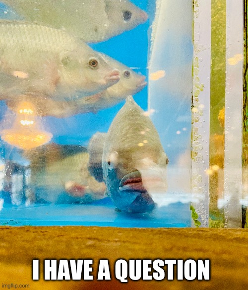 I have a question fish | I HAVE A QUESTION | image tagged in i have a question,fish | made w/ Imgflip meme maker