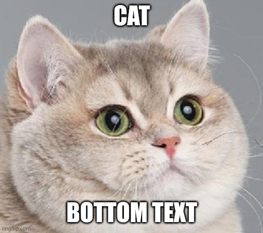 Cat | CAT; BOTTOM TEXT | image tagged in cat | made w/ Imgflip meme maker