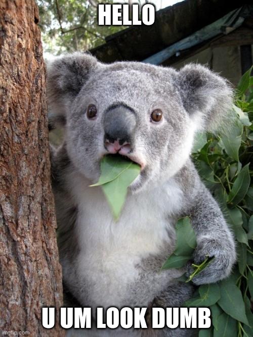Koala says hello u um look dumb | HELLO; U UM LOOK DUMB | image tagged in memes,surprised koala,koala says | made w/ Imgflip meme maker