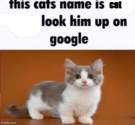 this cats name is x look him up on google | cat | image tagged in this cats name is x look him up on google | made w/ Imgflip meme maker