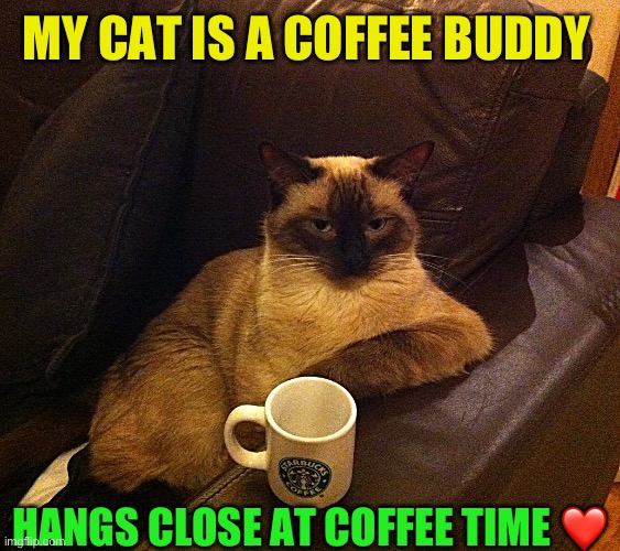 CoffeeCat | MY CAT IS A COFFEE BUDDY HANGS CLOSE AT COFFEE TIME ❤️ | image tagged in coffeecat | made w/ Imgflip meme maker