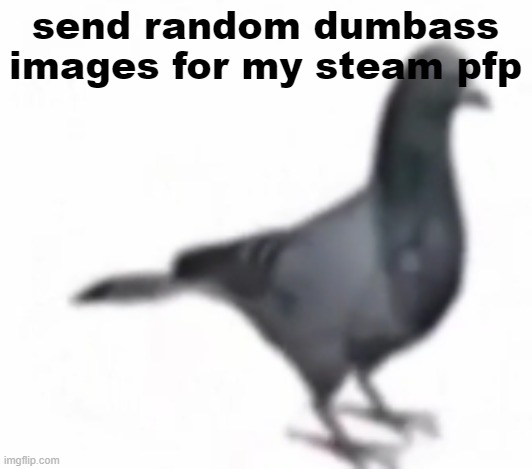 pigon | send random dumbass images for my steam pfp | image tagged in pigon | made w/ Imgflip meme maker