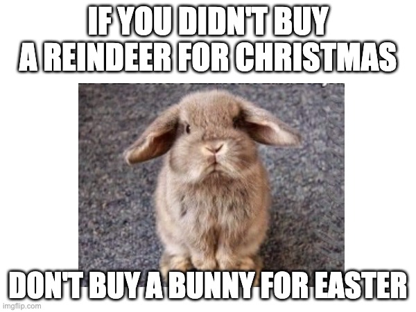 Listen here people! | IF YOU DIDN'T BUY A REINDEER FOR CHRISTMAS; DON'T BUY A BUNNY FOR EASTER | image tagged in furrfluf,bunny,animal | made w/ Imgflip meme maker