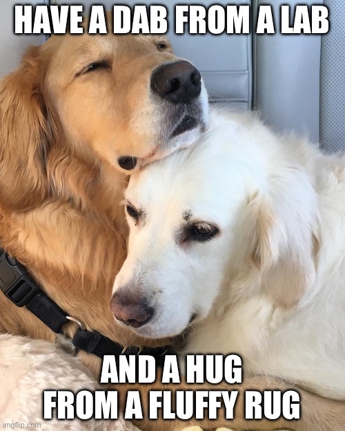 Dog hug | HAVE A DAB FROM A LAB; AND A HUG FROM A FLUFFY RUG | image tagged in dog hug | made w/ Imgflip meme maker