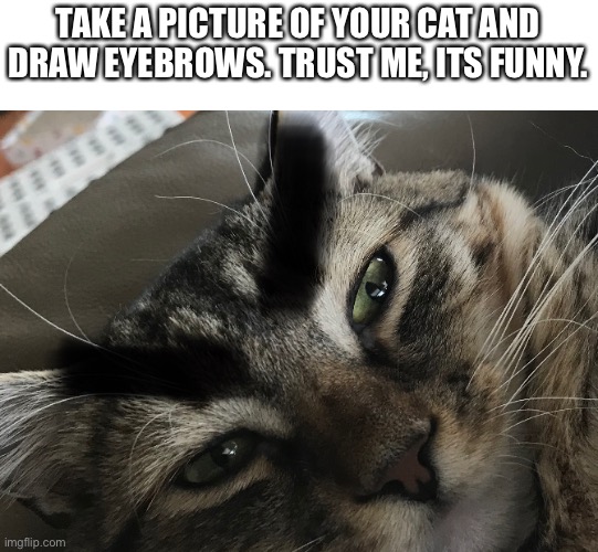 TAKE A PICTURE OF YOUR CAT AND DRAW EYEBROWS. TRUST ME, ITS FUNNY. | image tagged in cats,eyebrows,mad | made w/ Imgflip meme maker