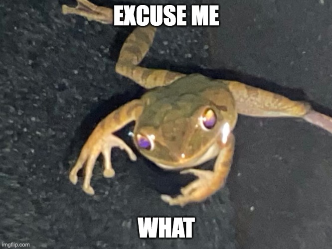 Excuse me what frog | EXCUSE ME; WHAT | image tagged in excuse me what frog | made w/ Imgflip meme maker