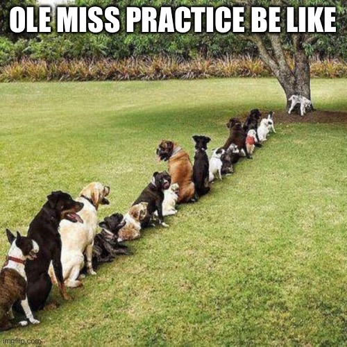 SEC slander part 10-iykyk | OLE MISS PRACTICE BE LIKE | image tagged in dogs lined up to pee | made w/ Imgflip meme maker