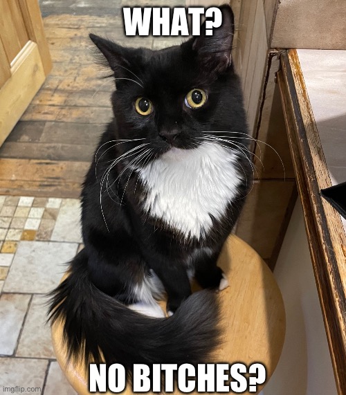 What? No Bitches? | WHAT? NO BITCHES? | image tagged in curious cat,funny | made w/ Imgflip meme maker