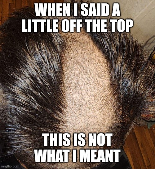 Help | WHEN I SAID A LITTLE OFF THE TOP; THIS IS NOT WHAT I MEANT | image tagged in memes | made w/ Imgflip meme maker