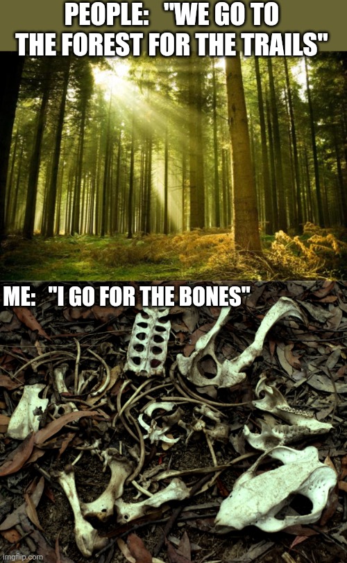 BONE COLLECTING | PEOPLE:   "WE GO TO THE FOREST FOR THE TRAILS"; ME:   "I GO FOR THE BONES" | image tagged in sunlit forest,bones,forest,woods,bone | made w/ Imgflip meme maker