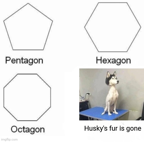 All his fur is gone | Husky's fur is gone | image tagged in memes,pentagon hexagon octagon | made w/ Imgflip meme maker
