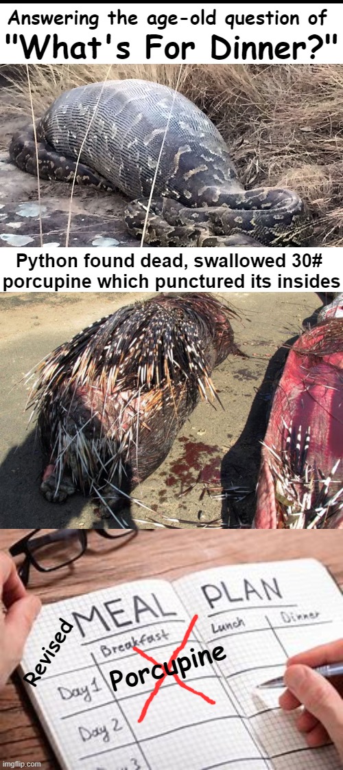 Shoulda Had a V8 | Answering the age-old question of; "What's For Dinner?"; Python found dead, swallowed 30# 
porcupine which punctured its insides; Revised; Porcupine | image tagged in dark humor,snake,porcupine,it's what's for dinner,happy meal,meal planning | made w/ Imgflip meme maker