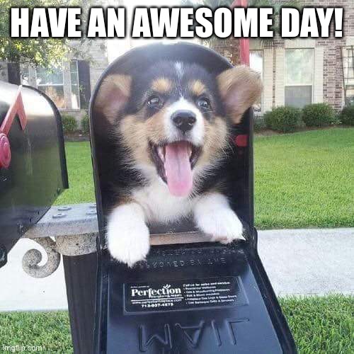 Cute doggo in mailbox | HAVE AN AWESOME DAY! | image tagged in cute doggo in mailbox | made w/ Imgflip meme maker