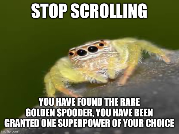 A very rare spooder | STOP SCROLLING; YOU HAVE FOUND THE RARE GOLDEN SPOODER, YOU HAVE BEEN GRANTED ONE SUPERPOWER OF YOUR CHOICE | image tagged in spider | made w/ Imgflip meme maker