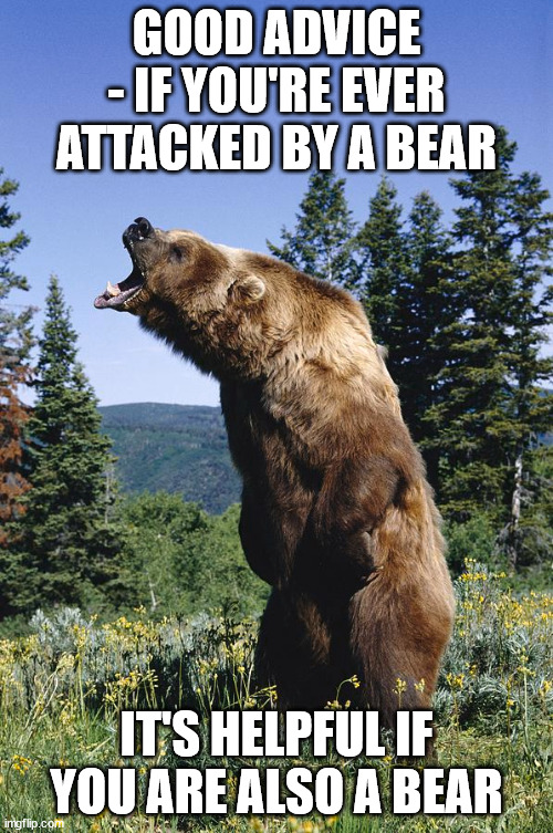 Helpful advice if attacked by a bear | GOOD ADVICE - IF YOU'RE EVER ATTACKED BY A BEAR; IT'S HELPFUL IF YOU ARE ALSO A BEAR | image tagged in bear,attacked,advice | made w/ Imgflip meme maker