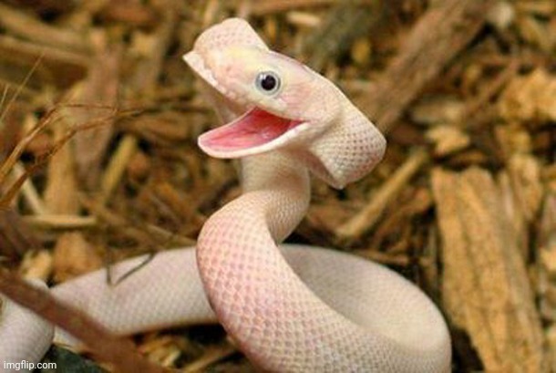 Happy Snake | image tagged in happy snake | made w/ Imgflip meme maker