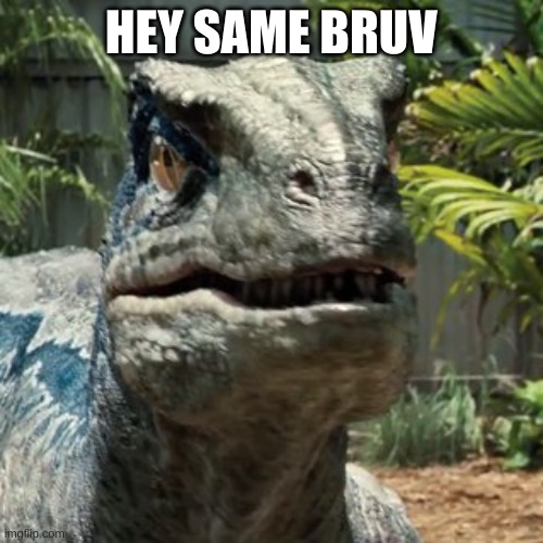 Blue raptor face | HEY SAME BRUV | image tagged in blue raptor face | made w/ Imgflip meme maker