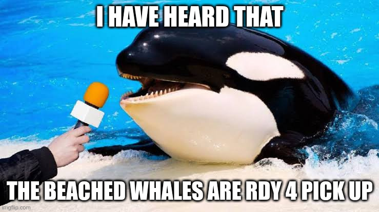 Orca talking into a microphone | I HAVE HEARD THAT; THE BEACHED WHALES ARE RDY 4 PICK UP | image tagged in orca talking into a microphone | made w/ Imgflip meme maker