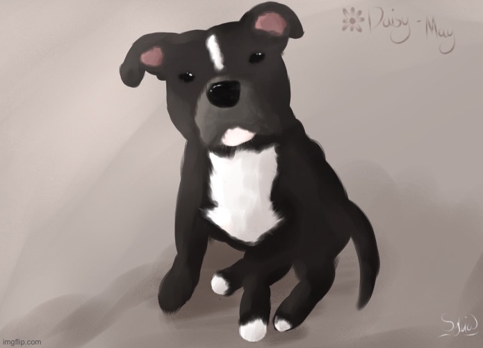 I drew my dog! Her name is Daisy and she’s a 2 year old pitbull <3 | made w/ Imgflip meme maker