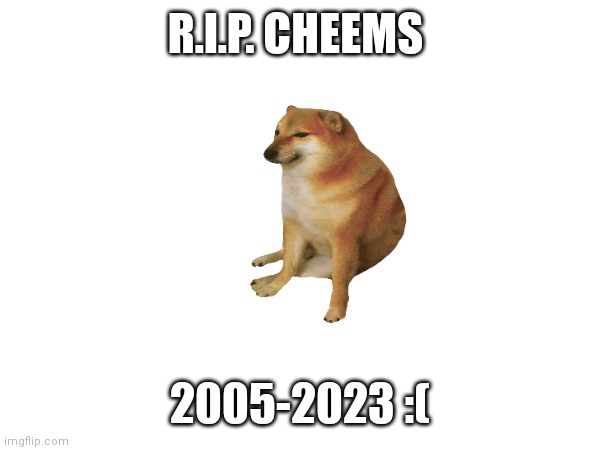 :( | R.I.P. CHEEMS; 2005-2023 :( | image tagged in sad,cheems,r i p | made w/ Imgflip meme maker