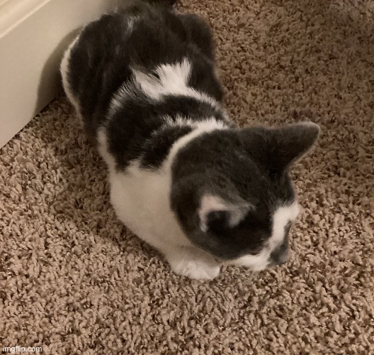 I CAUGHT HIM LOAFING | image tagged in this was taken like a second before he got up | made w/ Imgflip meme maker