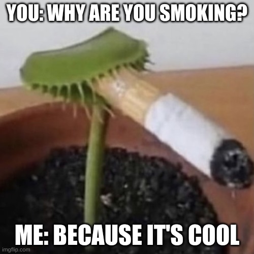 Hmmmmmmmm | YOU: WHY ARE YOU SMOKING? ME: BECAUSE IT'S COOL | image tagged in plant smoking a cigarette | made w/ Imgflip meme maker