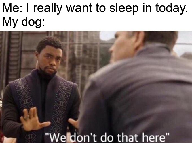 We dont do that here | Me: I really want to sleep in today. My dog: | image tagged in we dont do that here,dog,sleeping,sleep in | made w/ Imgflip meme maker