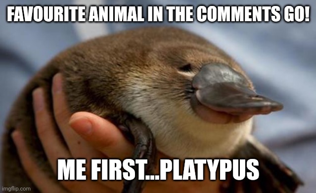 Platypus | FAVOURITE ANIMAL IN THE COMMENTS GO! ME FIRST...PLATYPUS | image tagged in platypus | made w/ Imgflip meme maker