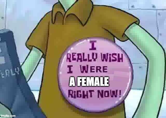 I'm not joking this is not only not a lick of sarcasm but not even a stereotype I'm not kidding I really do wish I was a female | A FEMALE | image tagged in i really wish i were x right now,memes,squidward,gender,relatable,not a joke | made w/ Imgflip meme maker