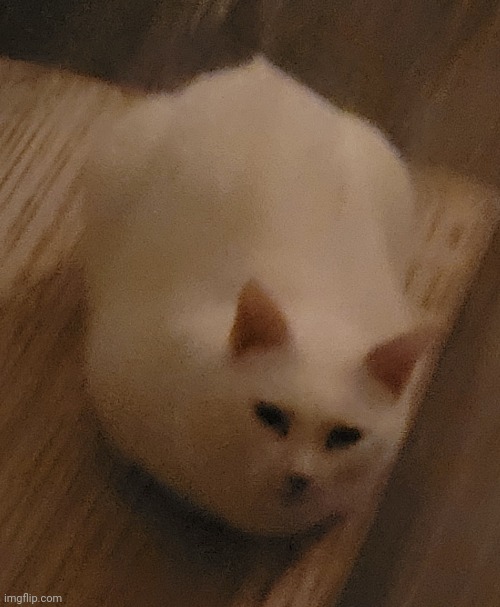 Loaf | made w/ Imgflip meme maker