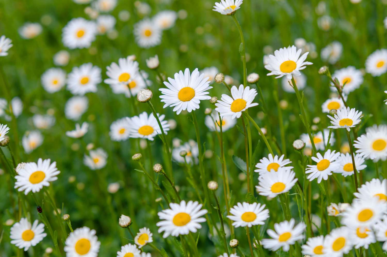 Daisies Blank Meme Template