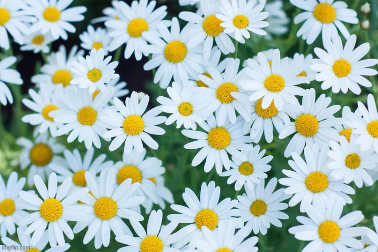 Daisies | image tagged in daisies | made w/ Imgflip meme maker