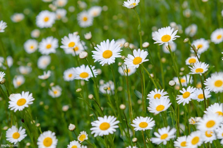 Daisies | image tagged in daisies | made w/ Imgflip meme maker