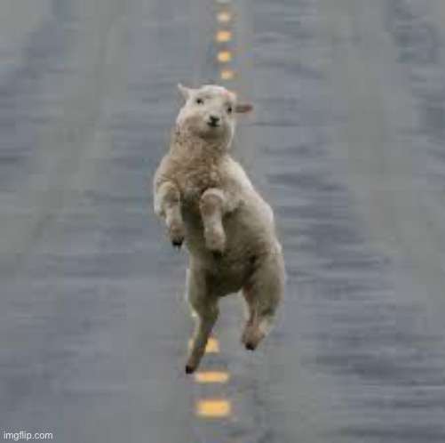 dancing sheep | image tagged in dancing sheep | made w/ Imgflip meme maker