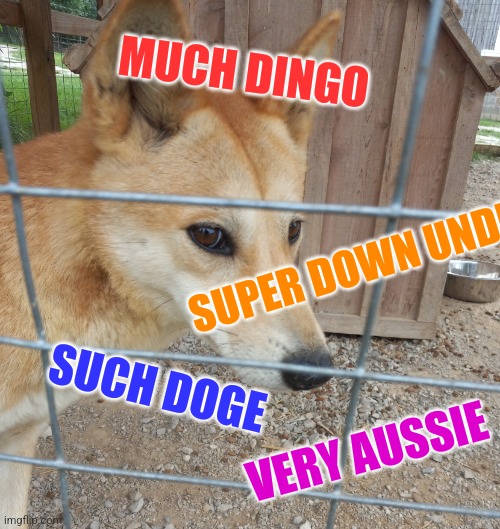 Dingo doge | MUCH DINGO; SUPER DOWN UNDER; SUCH DOGE; VERY AUSSIE | image tagged in doge,australia | made w/ Imgflip meme maker