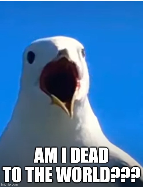 Comment if you know me. | AM I DEAD TO THE WORLD??? | image tagged in seagull ahhh | made w/ Imgflip meme maker