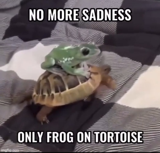 frog on a tortoise to brighten your day! | image tagged in don't upvote,frog,tortoise,no sad,only froggy and tortoise | made w/ Imgflip meme maker