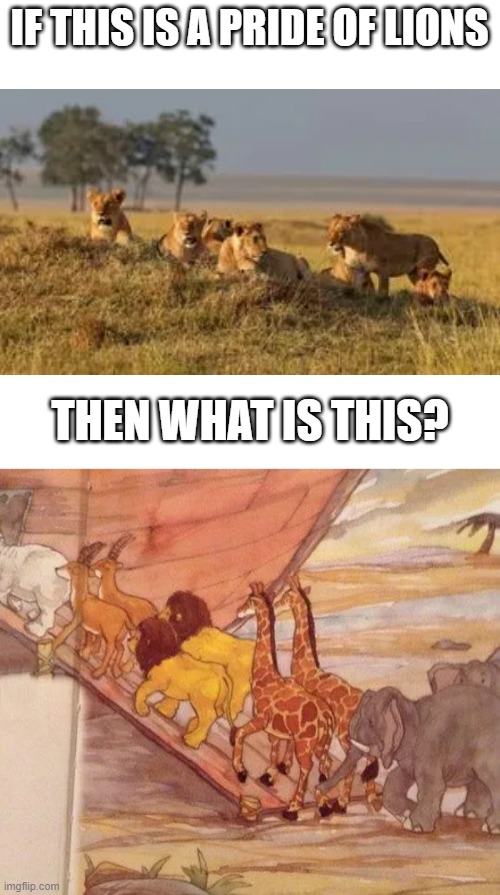 A pride of lions. | IF THIS IS A PRIDE OF LIONS; THEN WHAT IS THIS? | image tagged in lions | made w/ Imgflip meme maker