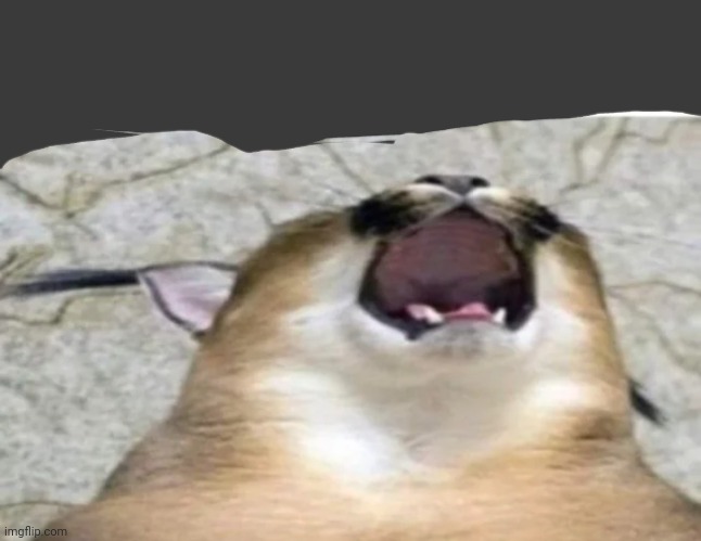 Balls stuck In printer | image tagged in balls stuck in printer | made w/ Imgflip meme maker