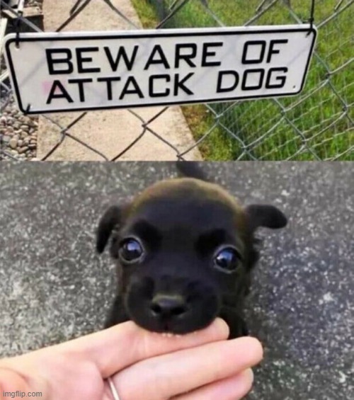 image tagged in dogs | made w/ Imgflip meme maker